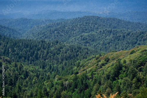 Hills and valleys covered in evergreen trees, Santa Cruz mountains, San Francisco bay area, California