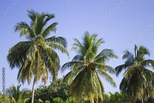Palms with coconuts and blue sky background (Ari Atoll, Maldives)