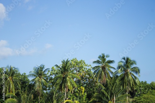 Palms with coconuts and blue sky background (Ari Atoll, Maldives)