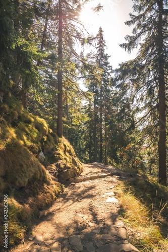 Fototapeta Naklejka Na Ścianę i Meble -  Autumn forest path landscape. Forest trail rocks in autumn season.
