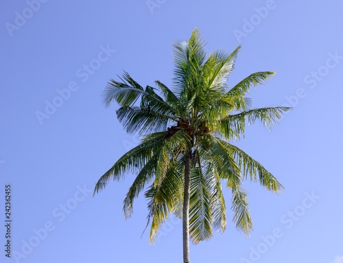 Isolated palm with coconuts and sky background  Ari Atoll  Maldives 