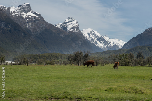 Cattle grazing in a grass field in the Dart River valley with the high, snow-capped mountain peaks of Mount Aspiring National Park rising high in the background.