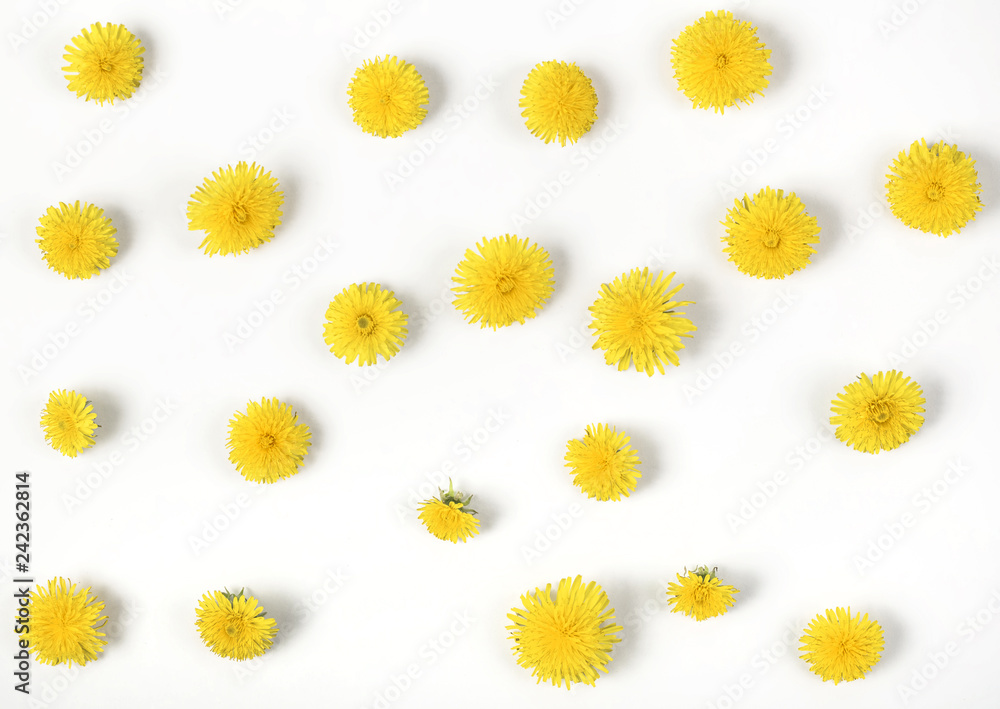 Obraz premium Floral pattern made of yellow dandelion flowers isolated on white background. Flat lay. Top view.