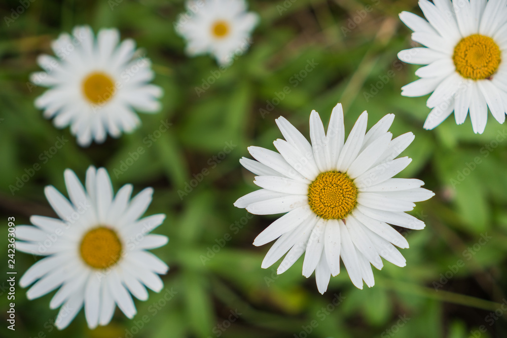 Daisy flowers blooming on a meadow