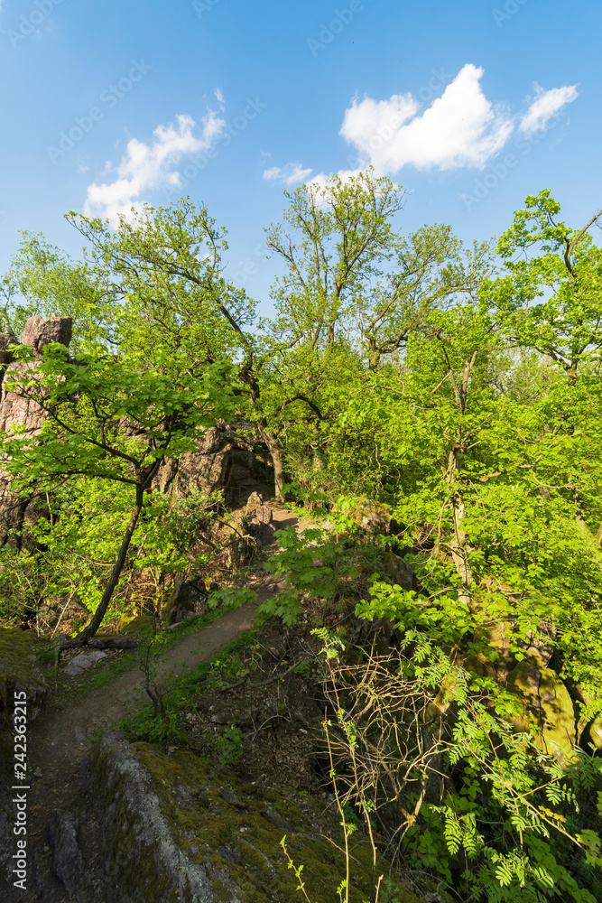 Fototapeta premium Beautiful green rocky forest while spring day.