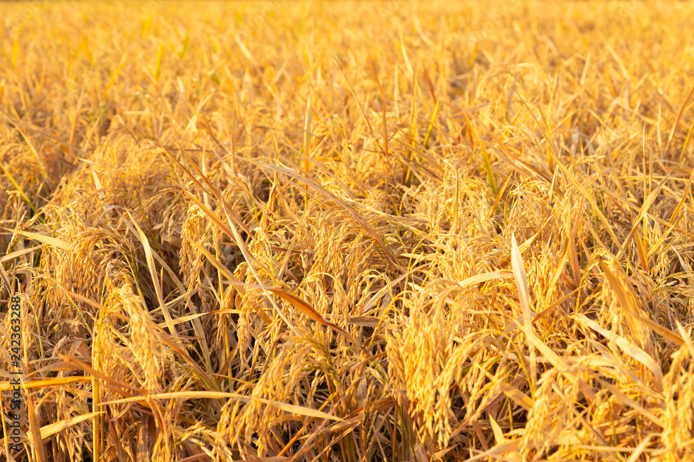 Fototapeta premium A ready to harvest rice field