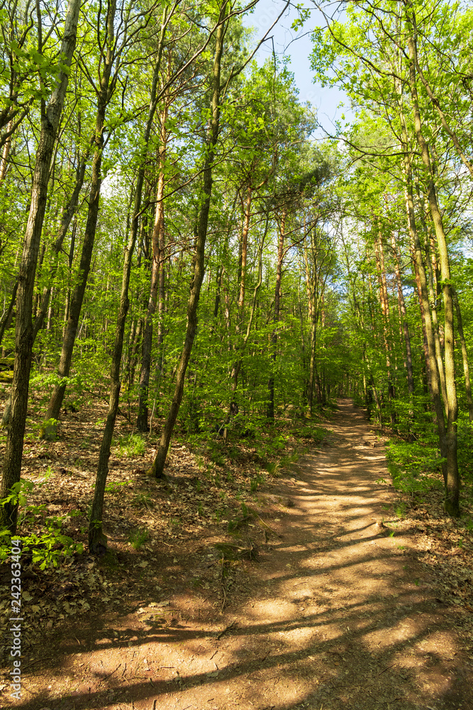 Beautiful green rocky forest while spring day. Beautiful green rocky forest while spring day.