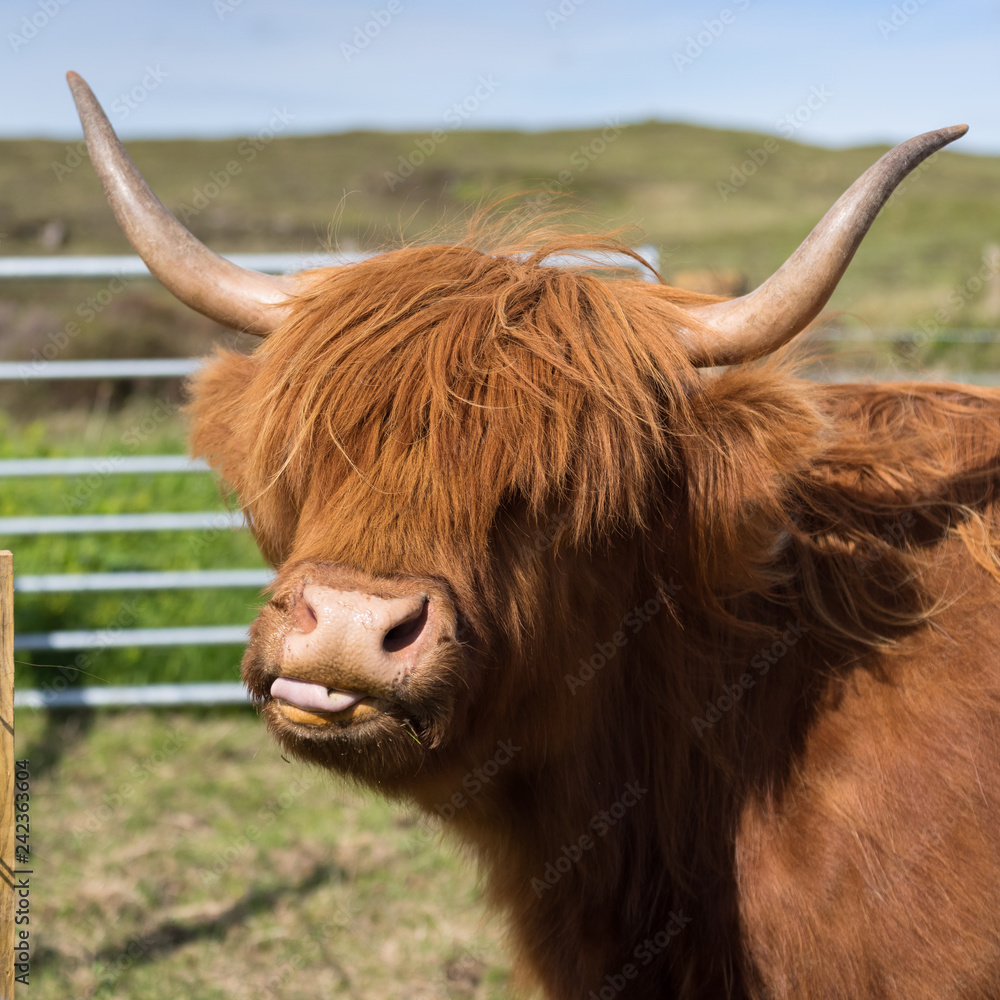 Highland Cow Sticking out Its Tongue Highland Cow Sticking out Its Tongue