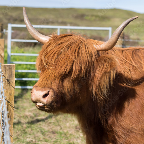 Highland Cow Sticking out Its Tongue