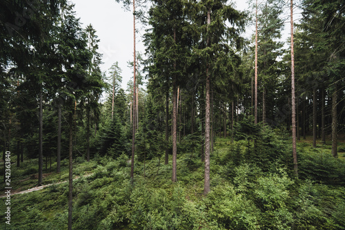 Fototapeta Naklejka Na Ścianę i Meble -  Top view of the area green forest. Moody vintage filter.