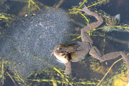 green frog in a pond