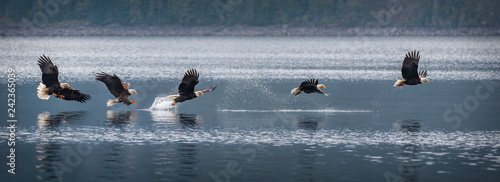 Bald Eagle Fishing Compiliation