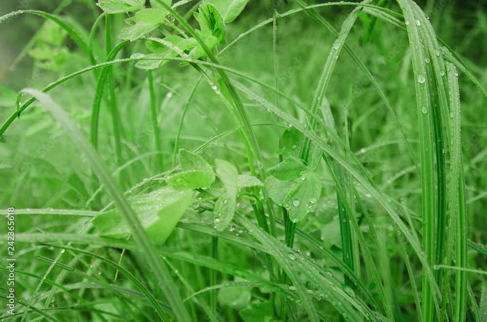 Green leaf of grass, dew drops background. The concept of natural purity and human health. Natural beauty is in the details. Green leaf of grass, dew drops background. The concept of natural purity and human health. Natural beauty is in the details.