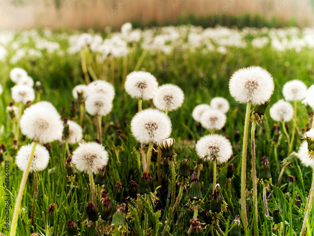 Obraz premium OLYMPUS DIGITAL CAMERA