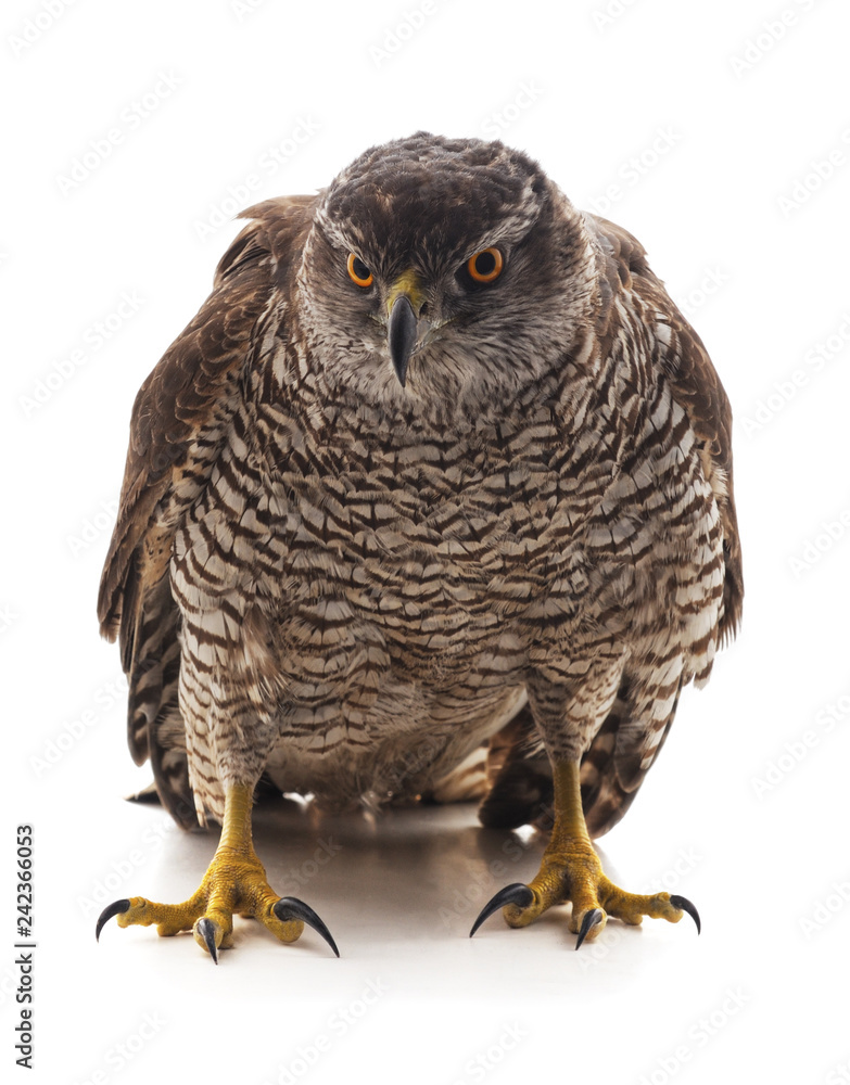 Fototapeta premium One brown falcon.