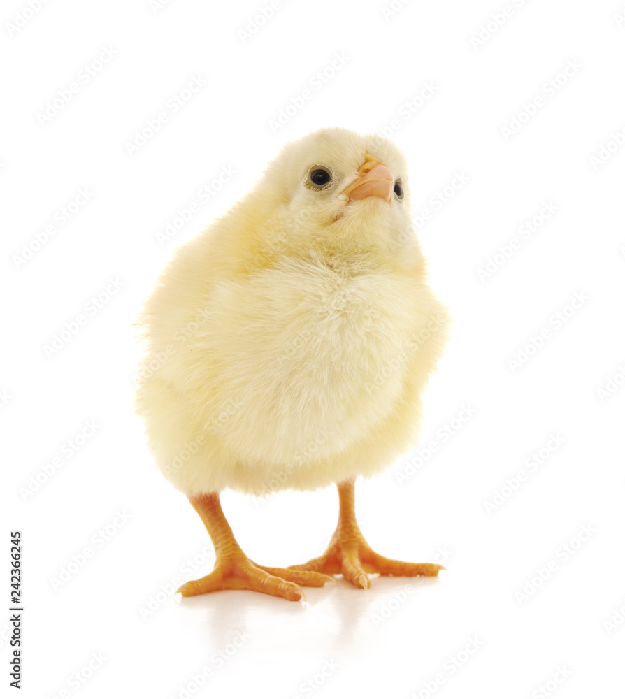 Obraz premium Small yellow chicken.