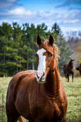 Quarter Horse © Coldlake Images