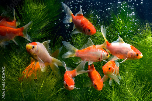  Koi fish background plants