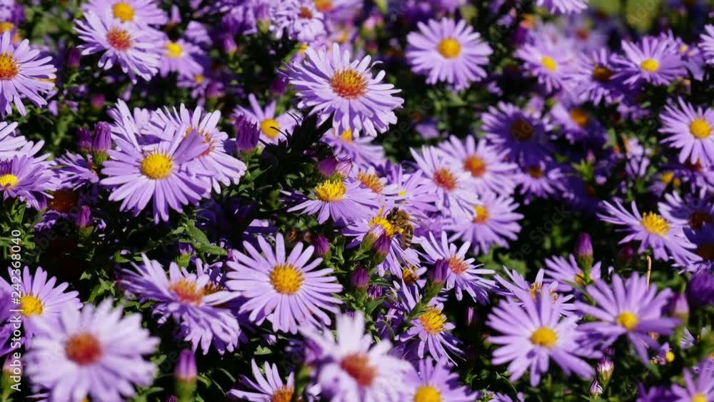 bee pollinating blossoming flower bee pollinating blossoming flower
