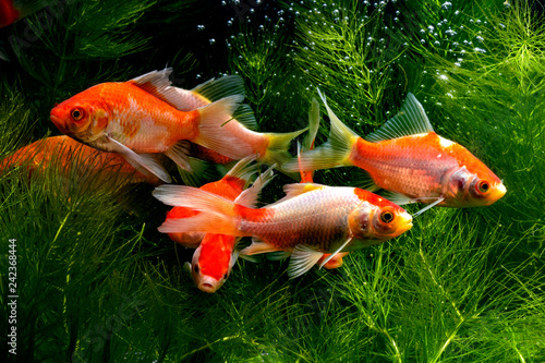  Koi fish background plants