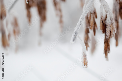 The tree branch covered with hoarfrost and snow in the winter. In soft focus