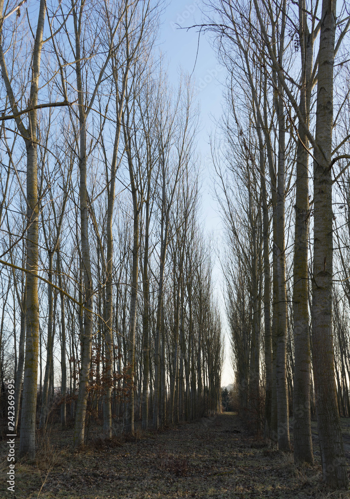 Obraz premium Meadow with poplar trees