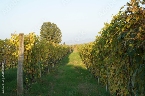 Fototapeta Naklejka Na Ścianę i Meble -  Vineyards around Barolo, Piedmont - Italy