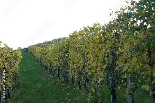 Fototapeta Naklejka Na Ścianę i Meble -  Vineyards around Barolo, Piedmont - Italy