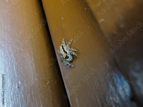 Common spider