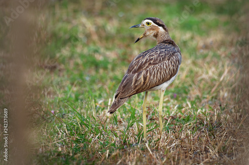 Double-striped Thick-knee - Burhinus bistriatus is stone-curlew family Burhinidae, resident breeder in Central and South America