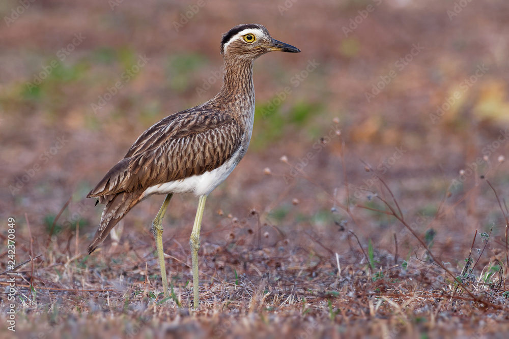 Double-striped Thick-knee - Burhinus bistriatus is stone-curlew family Burhinidae, resident breeder in Central and South America