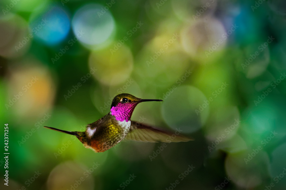 Naklejka premium Magenta-throated Woodstar - Calliphlox bryantae is a hummingbird that is a resident breeder in forest edge and scrub in Costa Rica and western Panama