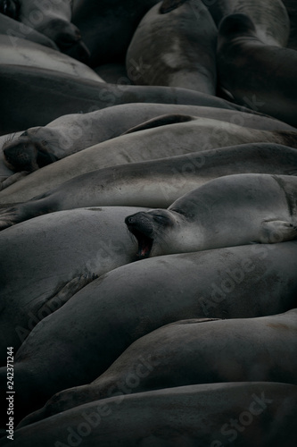 View of elephant seal sleeping