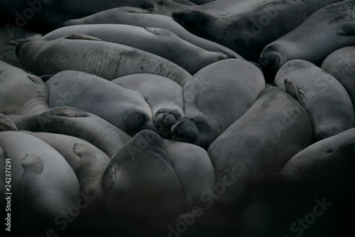 View of elephant seal sleeping