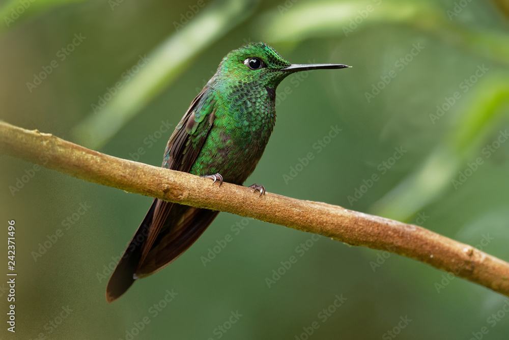 Green-crowned Brilliant - Heliodoxa jacula large, robust hummingbird Green-crowned Brilliant - Heliodoxa jacula large, robust hummingbird