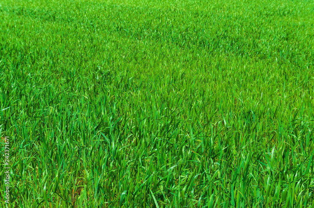 Green grass. Abstract Green grass. Abstract