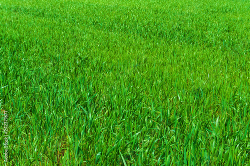 Green grass. Abstract