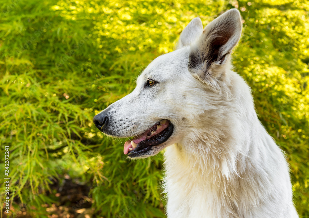 White Swiss Shepherd dog profile on the natural green background. White Swiss Shepherd dog profile on the natural green background.