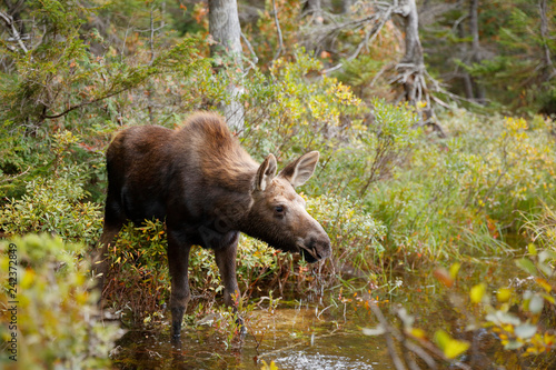 Moose © Paul