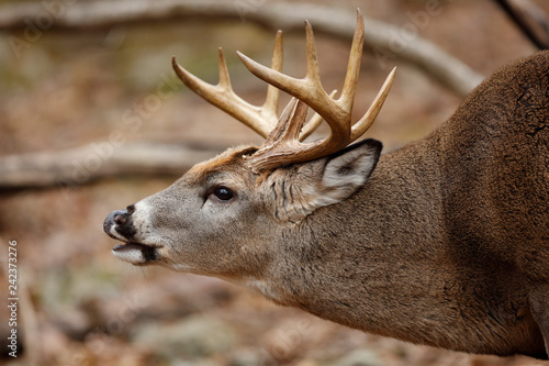 Принти на полотні White-tailed Deer