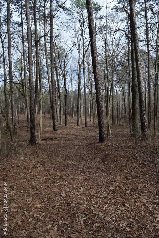 Baker's Pond Trail in Holly Springs National Forest Mississippi