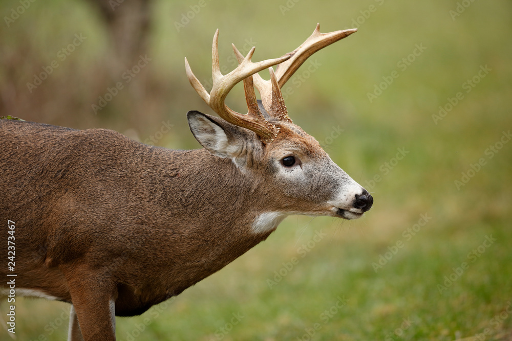 Obraz premium White-tailed Deer