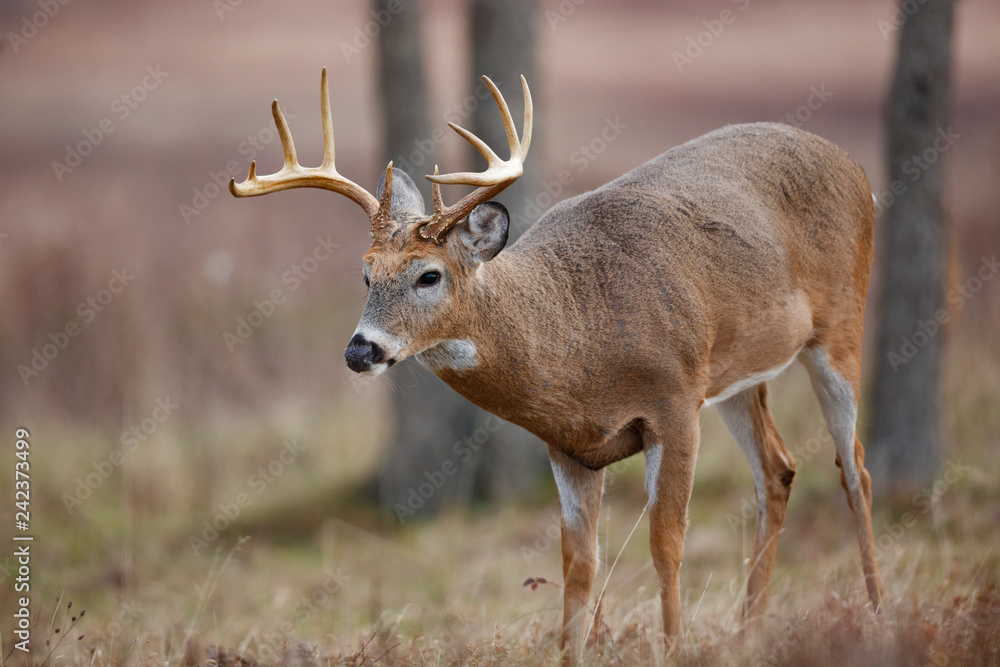 Obraz premium White-tailed Deer