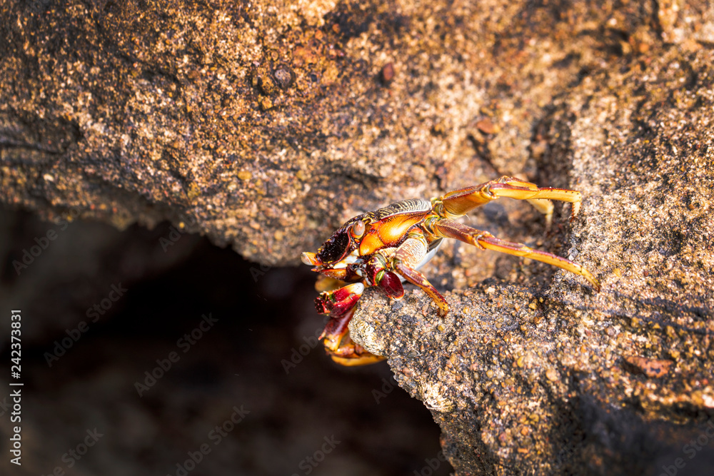Krabbe, Kurzschwanzkrebs an einem Felsen in Ägypten am Meer, close-up. Krabbe, Kurzschwanzkrebs an einem Felsen in Ägypten am Meer, close-up.