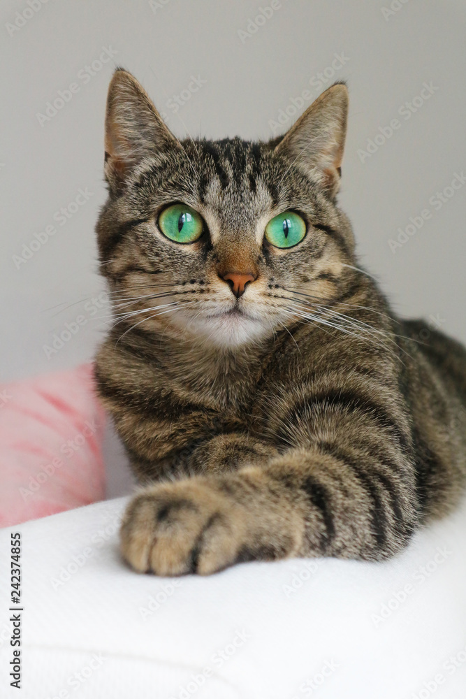 Cute tabby cat with green eyes lies on white couch. Boring mood.