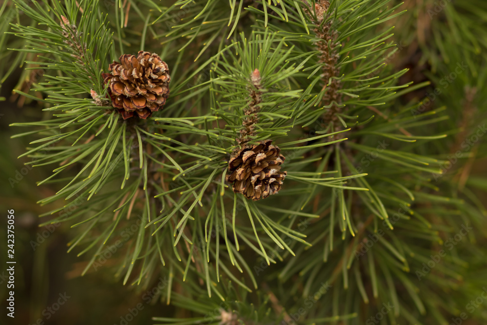 young pine cones. Pollen falling from the new pine blossom young pine cones. Pollen falling from the new pine blossom