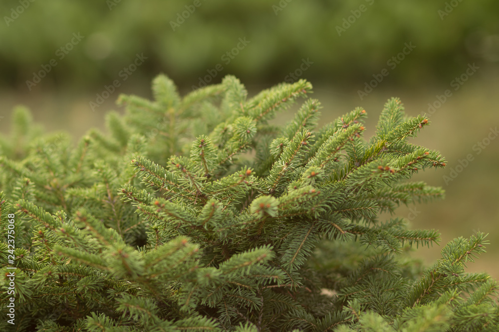 young pine cones. Pollen falling from the new pine blossom young pine cones. Pollen falling from the new pine blossom
