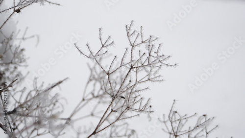 Background of branches of a tree, covered with rime frost against a white sky