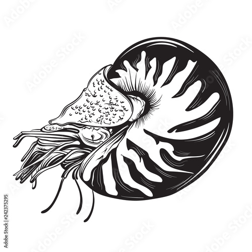 Vector hand drawn illustration of shellfish nautilus in realistic style. Trendy creative artwork in sketch style. Template for postcard banner poster print for t-shirt