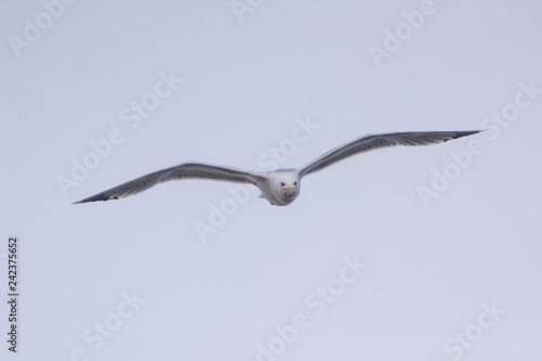 Möwe